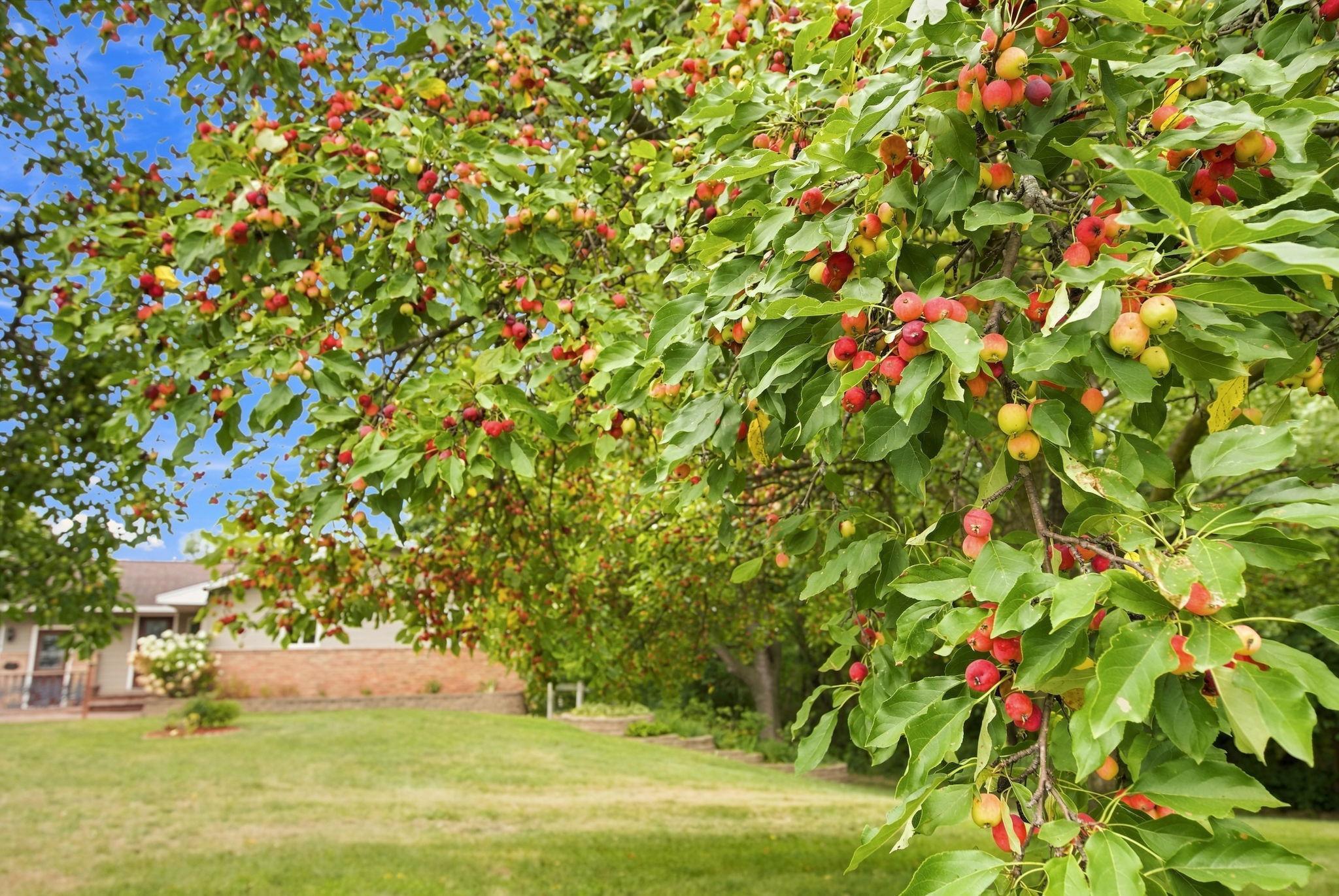 Tree 3 .jpg