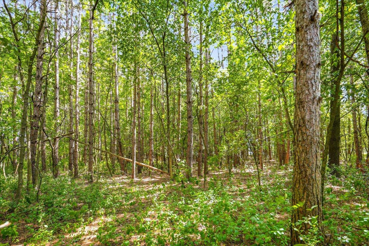 Surround your home with natural beauty and privacy!