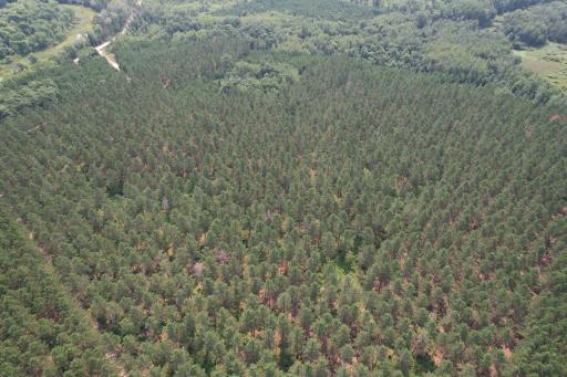 dji_fly_20260729_115100_16_1785344269901_photo.jpg