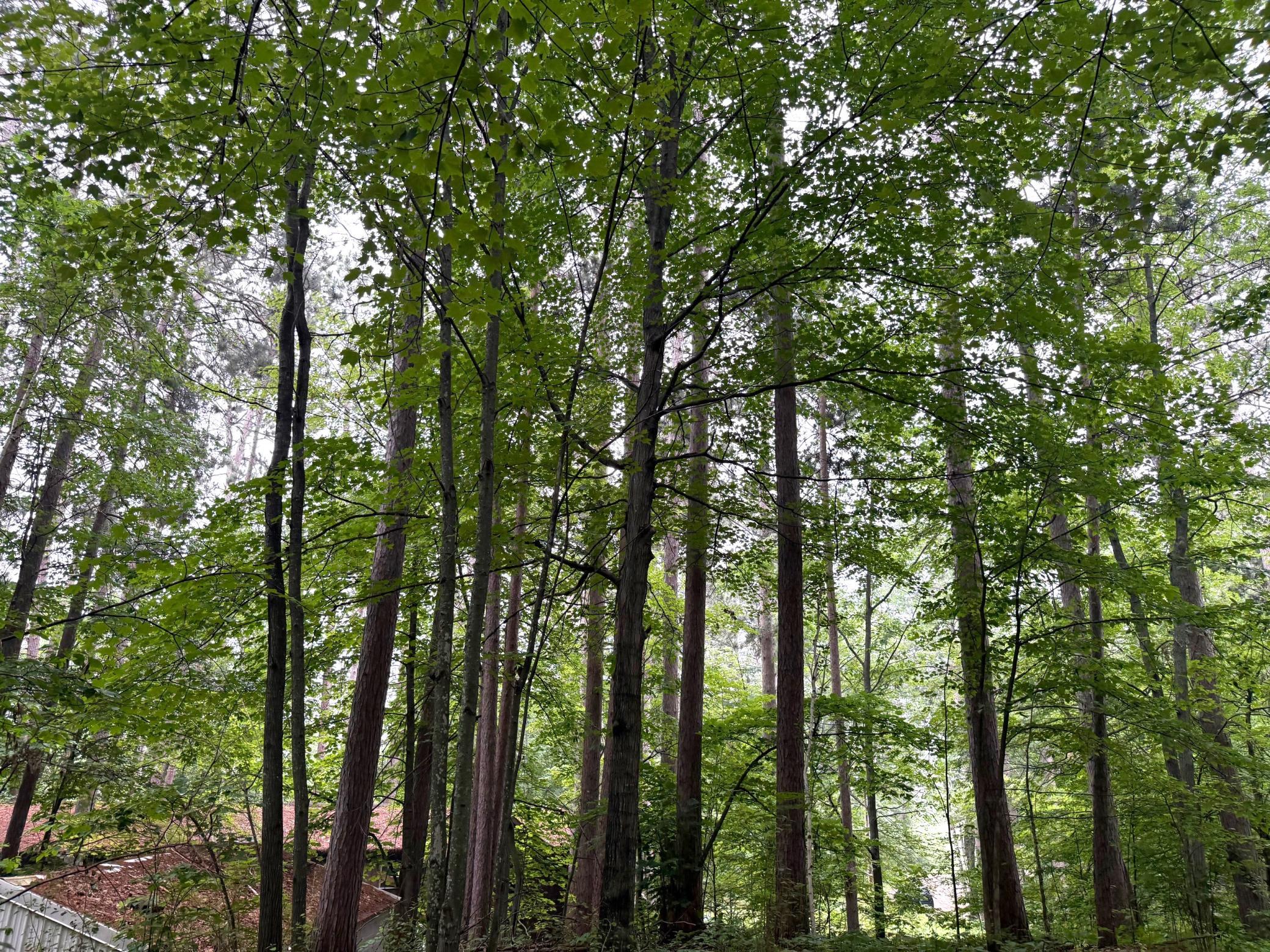 View from back of Lot.jpg