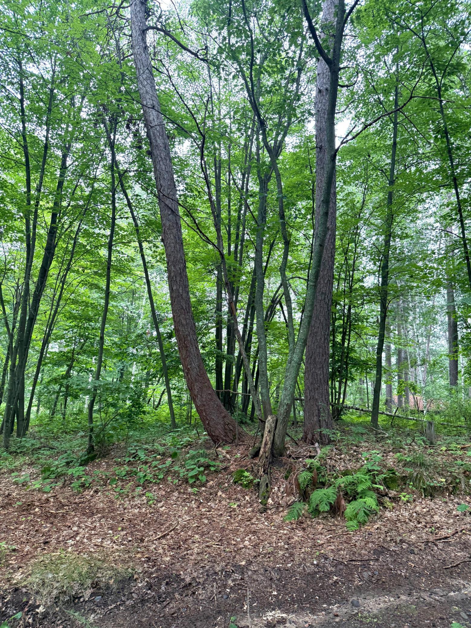 View from back trail.jpg