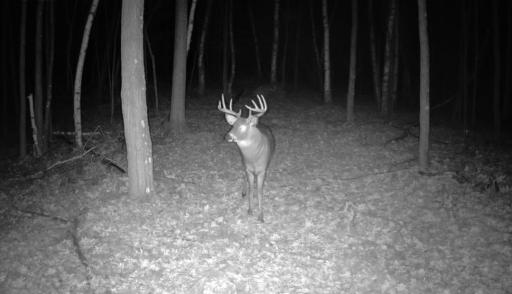 Small Glimpse of Multiple Species Around the Area