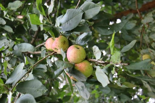Apple Trees on the property