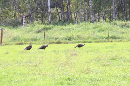 Plenty of Wildlife