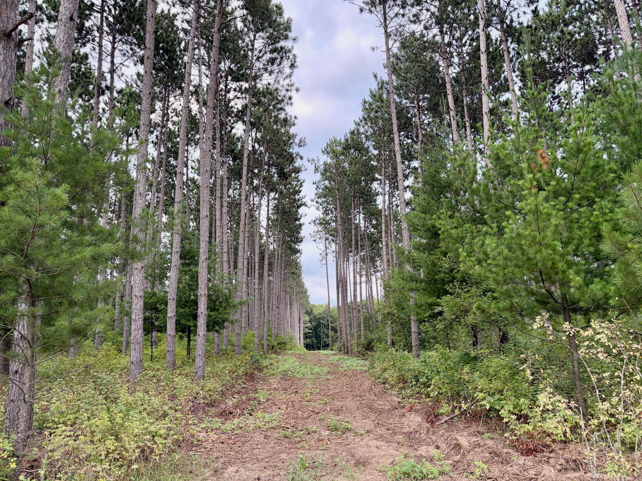 Property photo for (Lot 1) TBD Tulip Street NW, Stanchfield, MN 55080