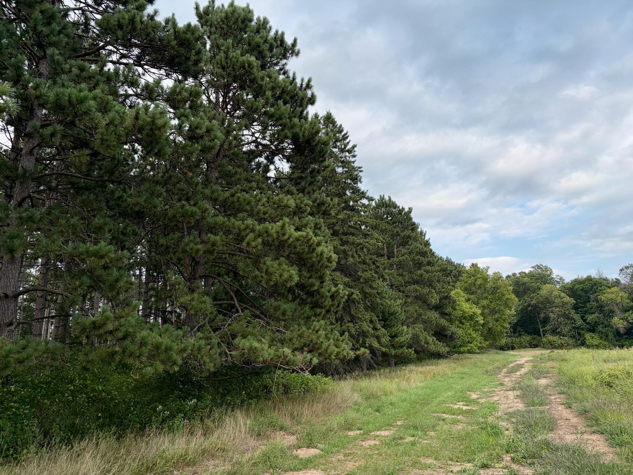 Welcome to Lot 2 Maple Ridge Pines!