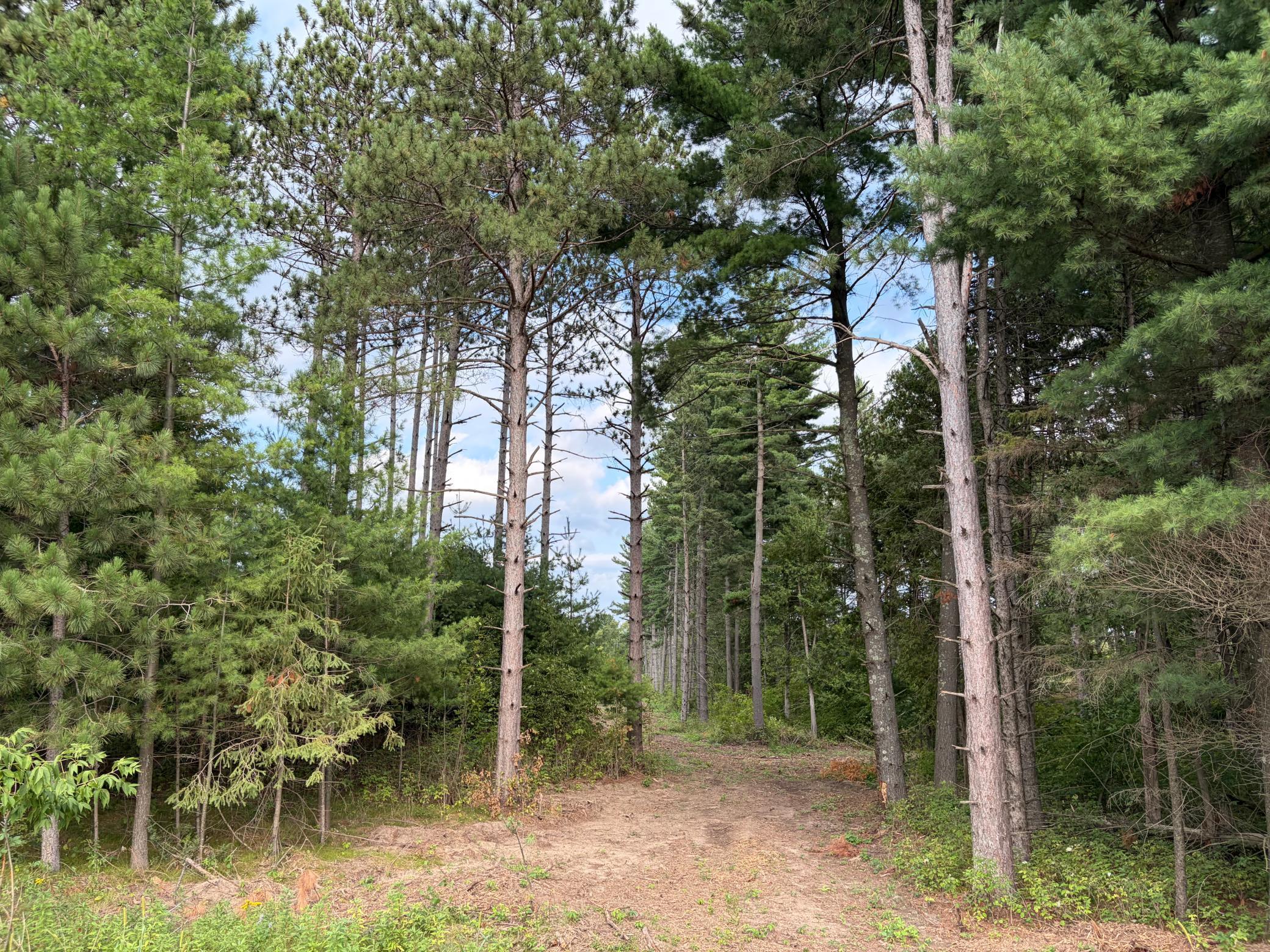 Property photo for (Lot 5) TBD Tulip Street NW, Stanchfield, MN 55080