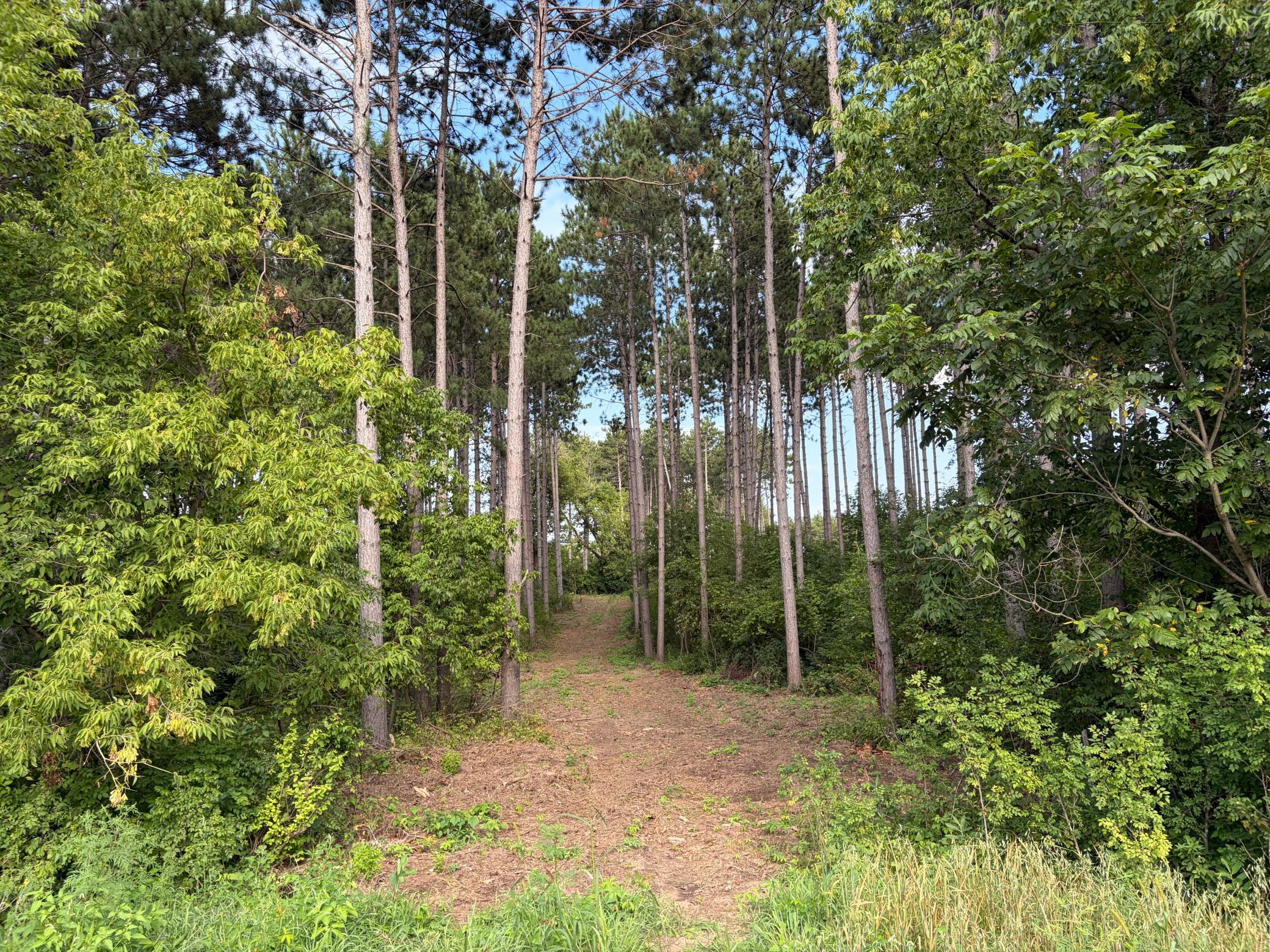 Property photo for (Lot 6) TBD Tulip Street NW, Stanchfield, MN 55080