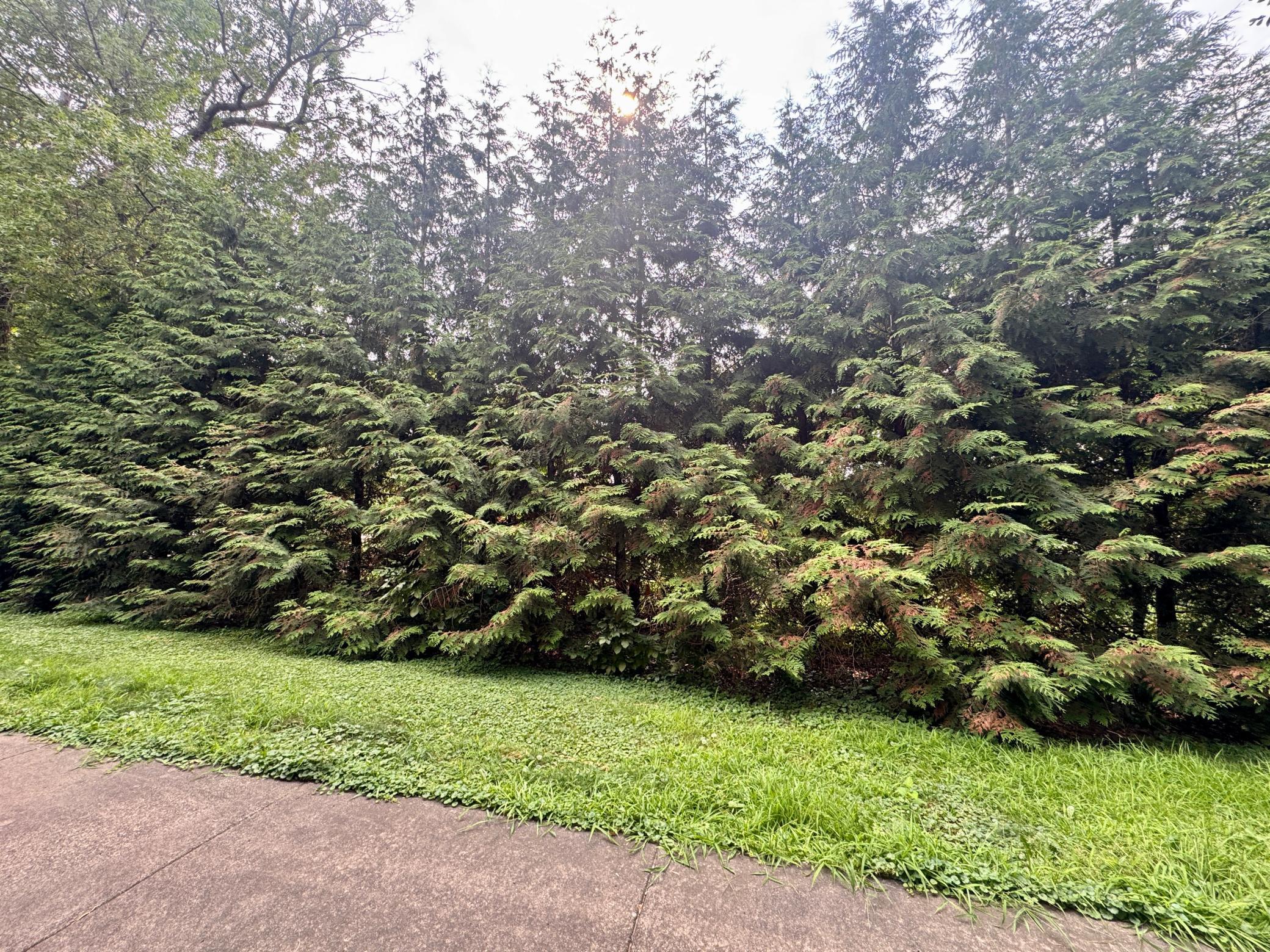 Private Common Area Backyard