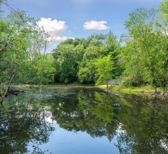 treated for algae nature pond