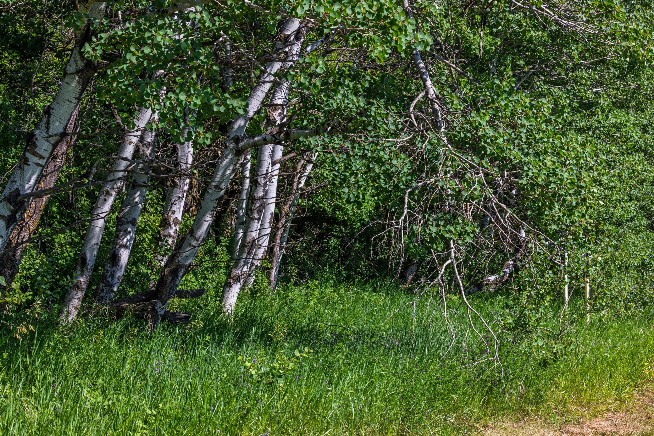 Amdak__Kamrud Land_0030.jpg