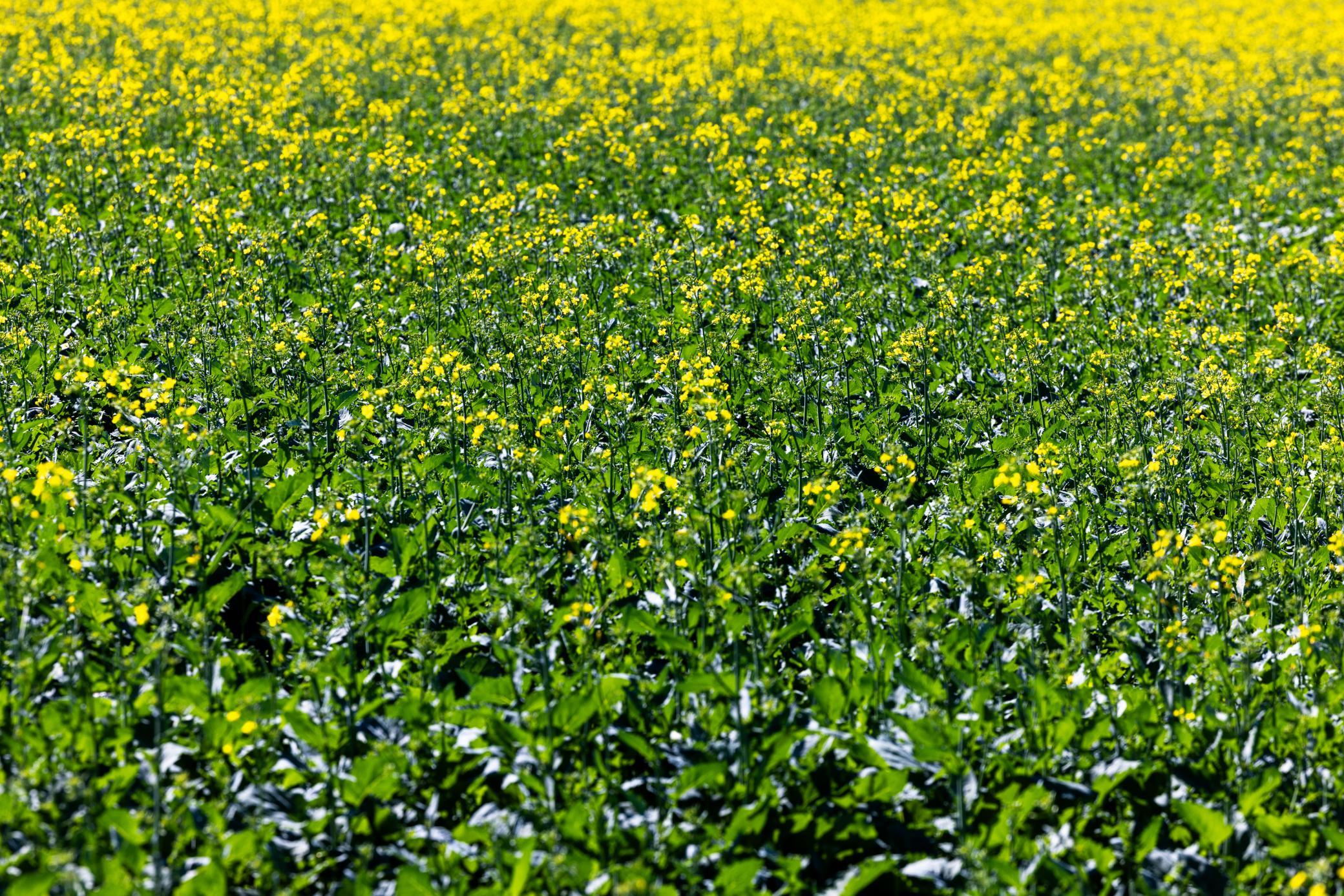 Amdak__Kamrud Land_0020.jpg