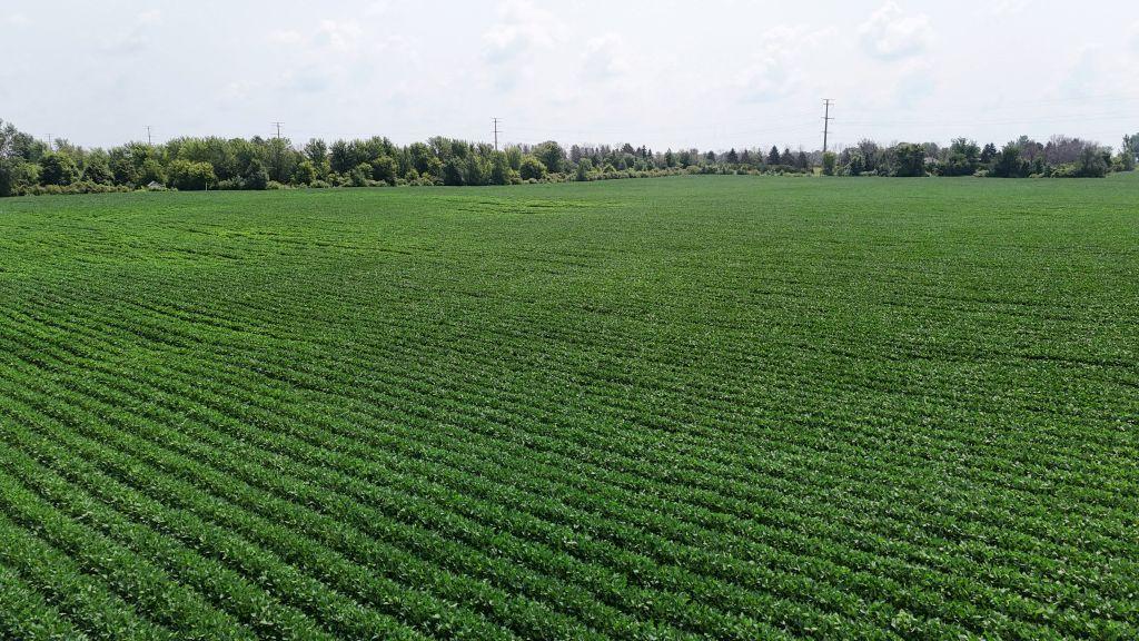 fertile soil