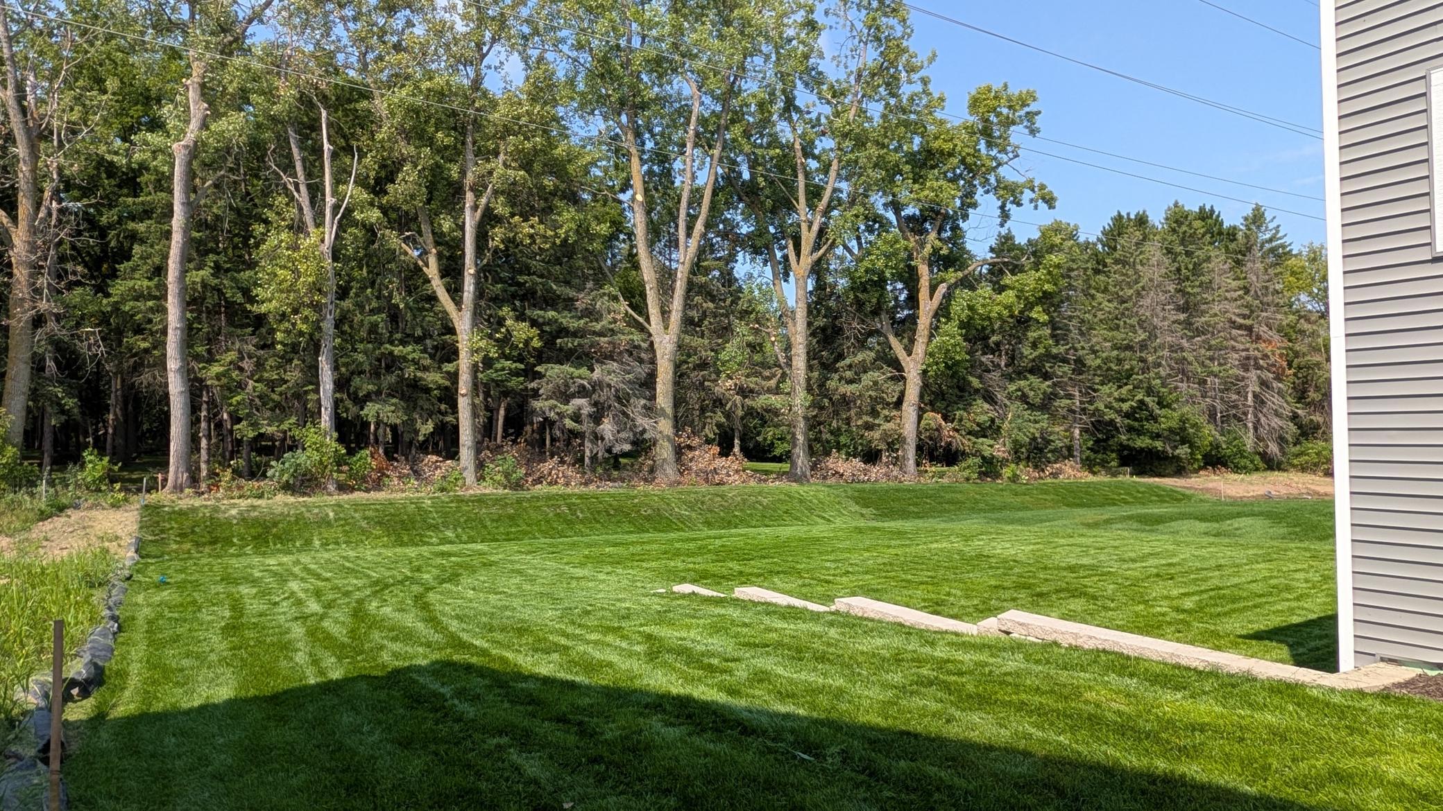 Wooded Back Yard