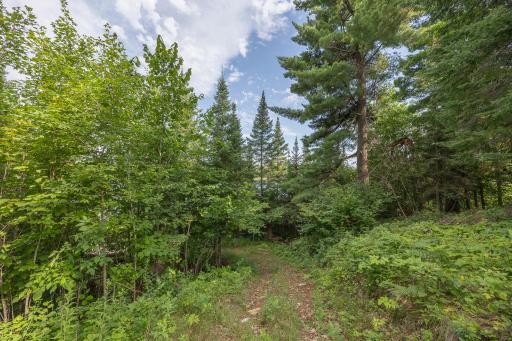 Enjoy the mixture of hardwood trees