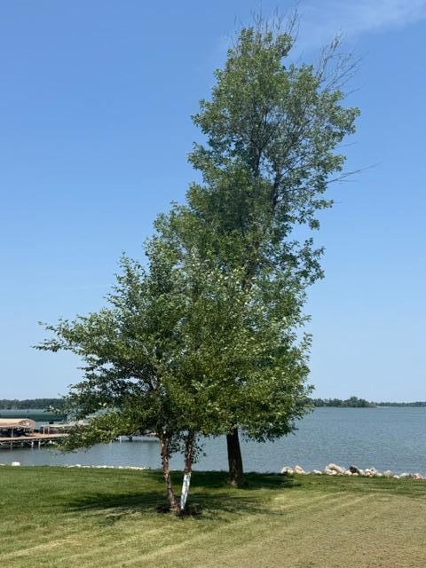 newer trees.JPG