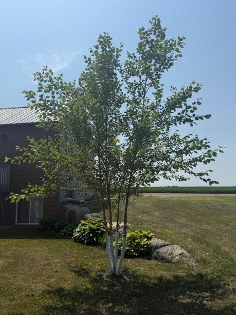 newer tree by cabin.JPG