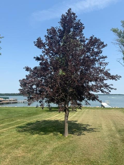 newer tree.JPG