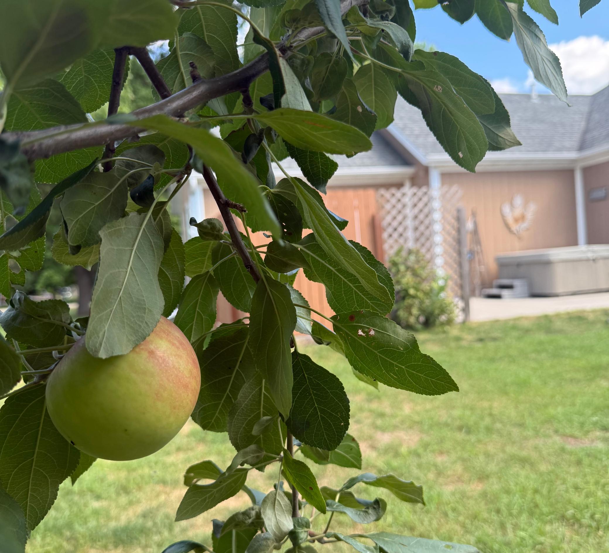 Apple tree