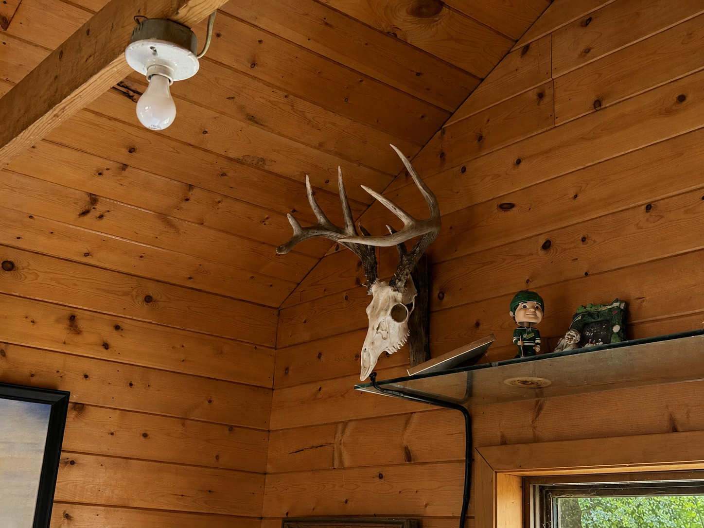 Buck From Property