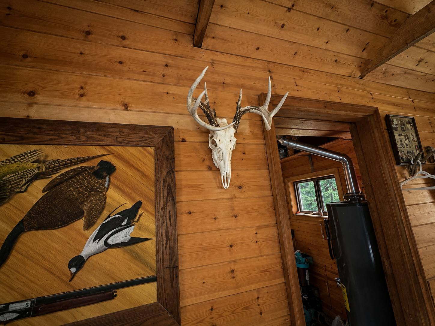 Buck From Property