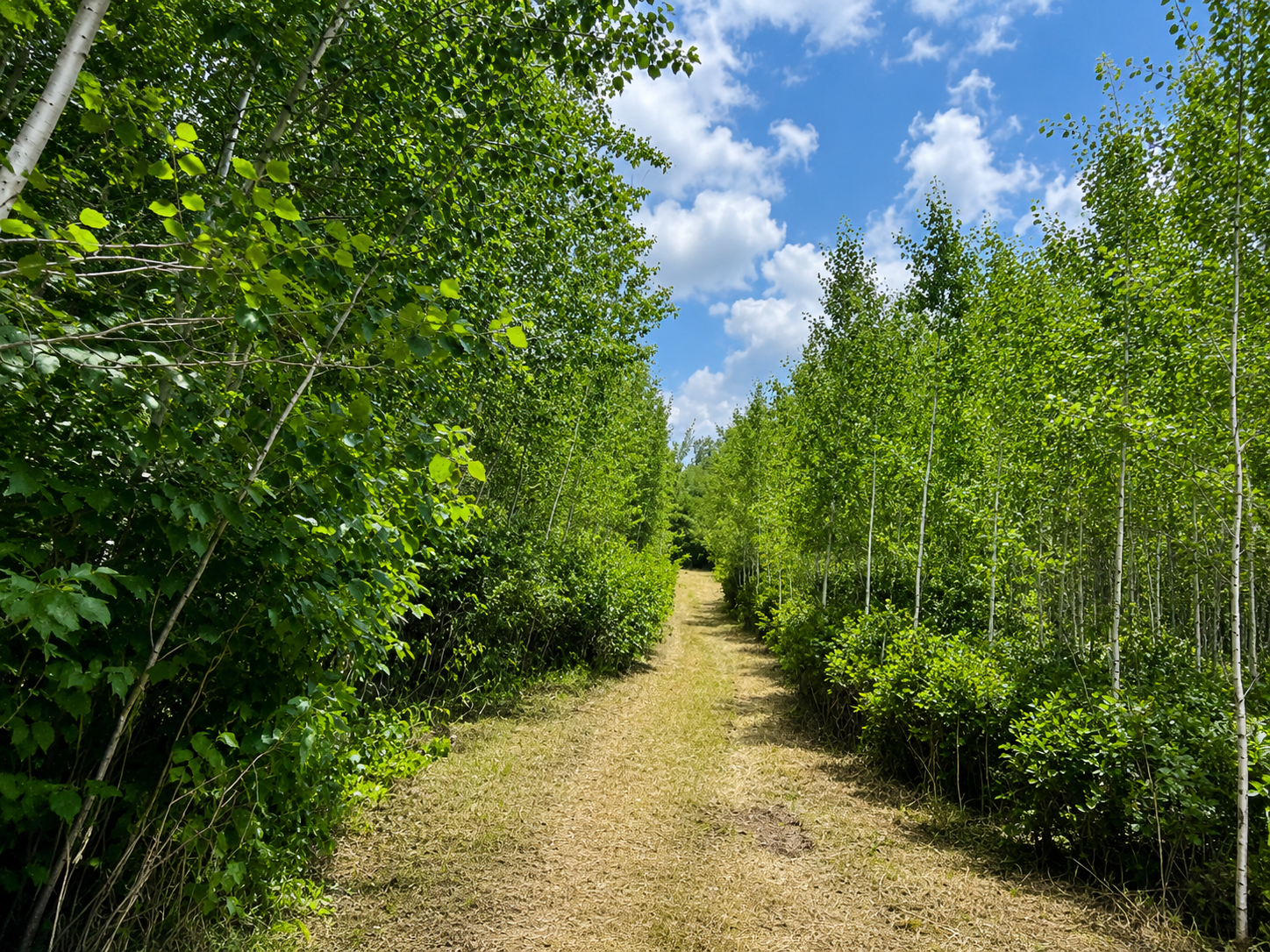 Access Easement of chimney rd