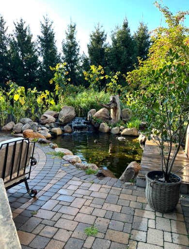 summer koi pond