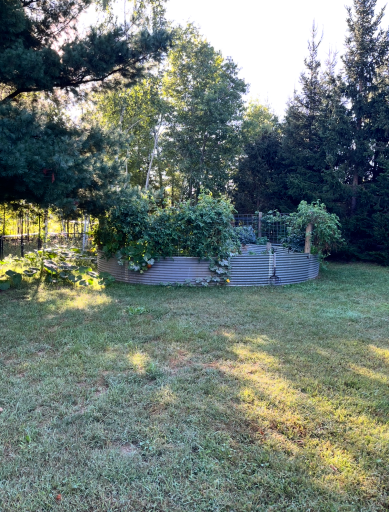 lush summer garden