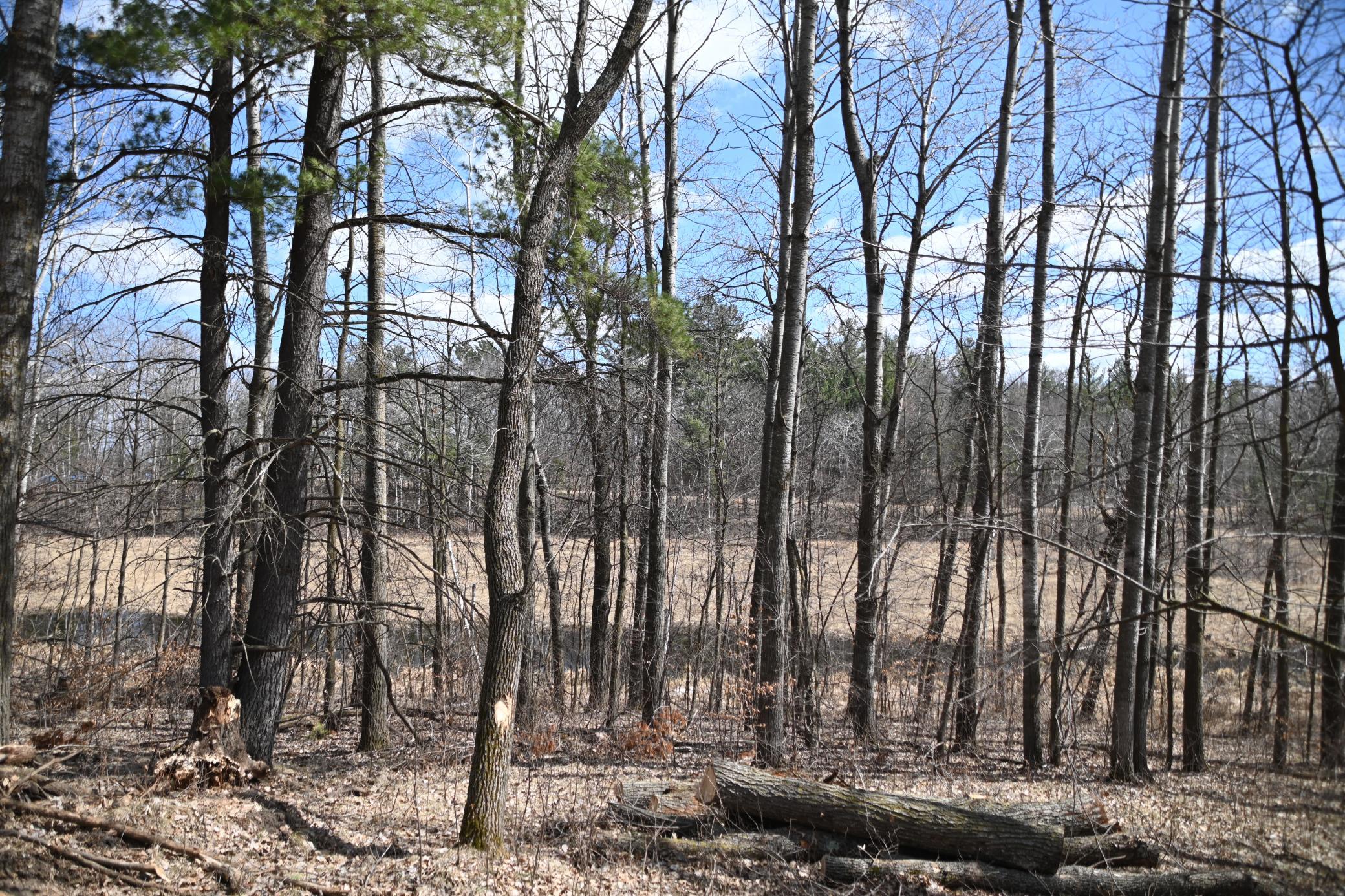 Wetland behind lot in spring