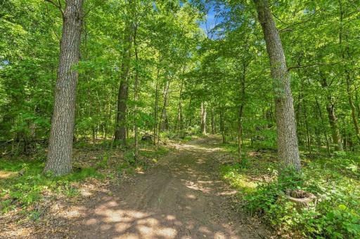 Forest trail for horse riding, hiking, or atv