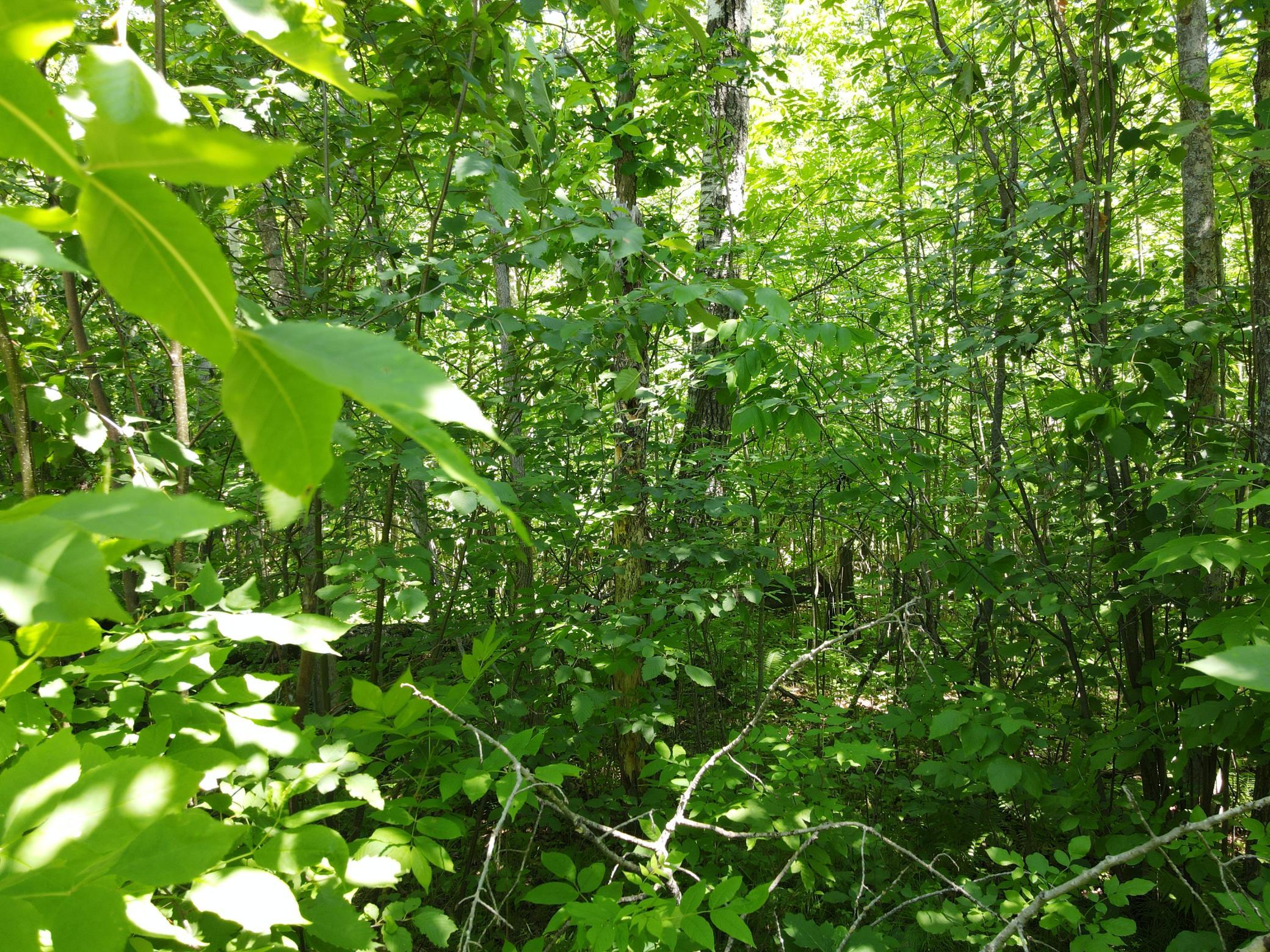 Copy of DJI_0033.JPG