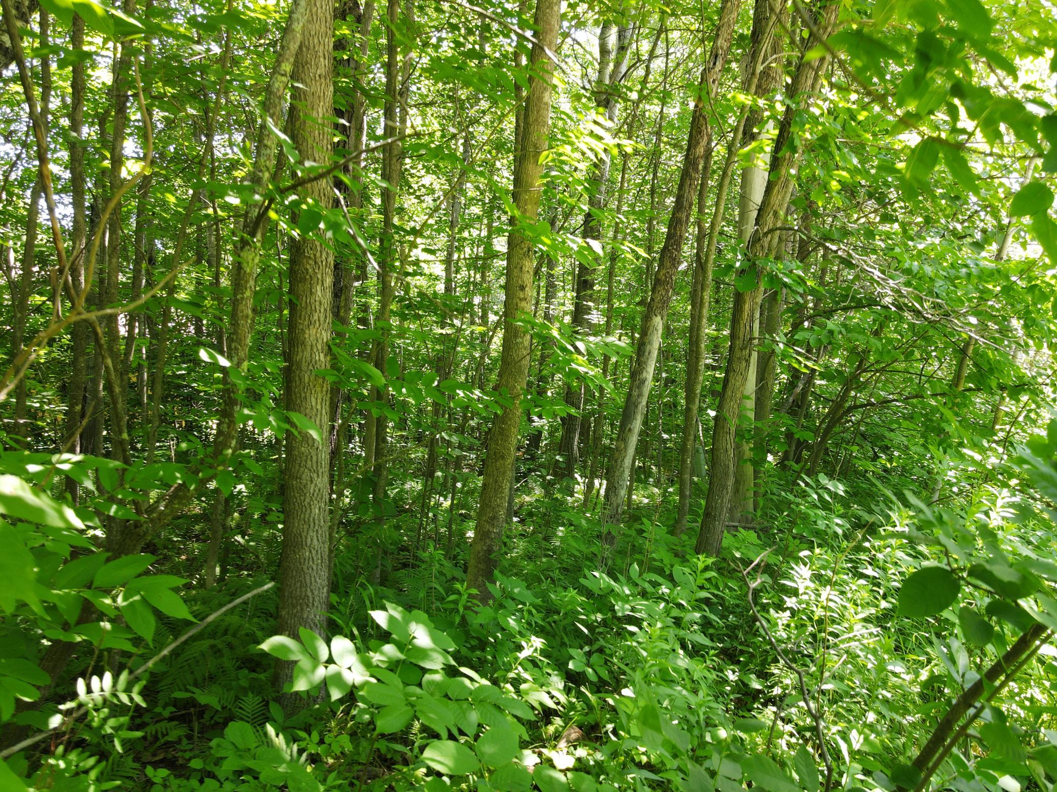 Copy of DJI_0038.JPG
