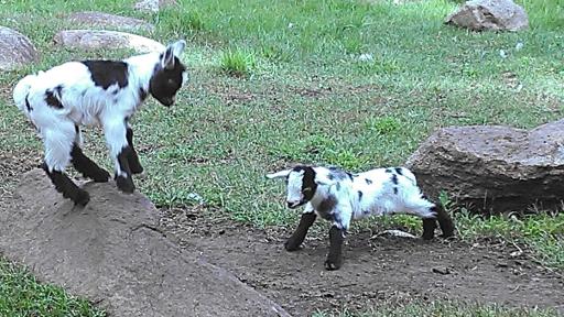 Enjoy a few minutes at the Animal Prk