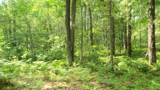 Lot 2 Birch Tree Trl, Spooner, WI 54801