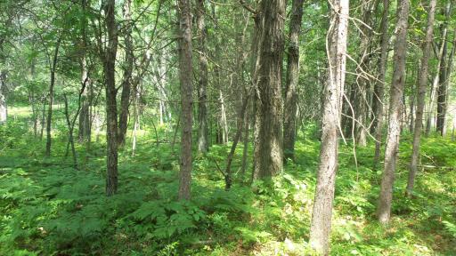 Lot 2 Birch Tree Trl, Spooner, WI 54801