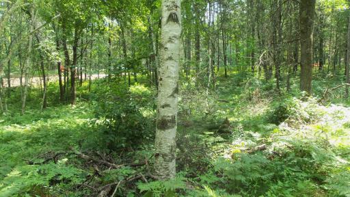 Lot 2 Birch Tree Trl, Spooner, WI 54801