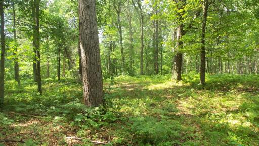 Lot 2 Birch Tree Trl, Spooner, WI 54801