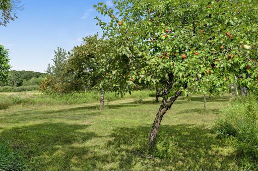 Enjoy your own private apple orchard, just a short walk from the houseâperfect for adding a little more charm and enjoying the beauty of the seasons right in your own backyard.