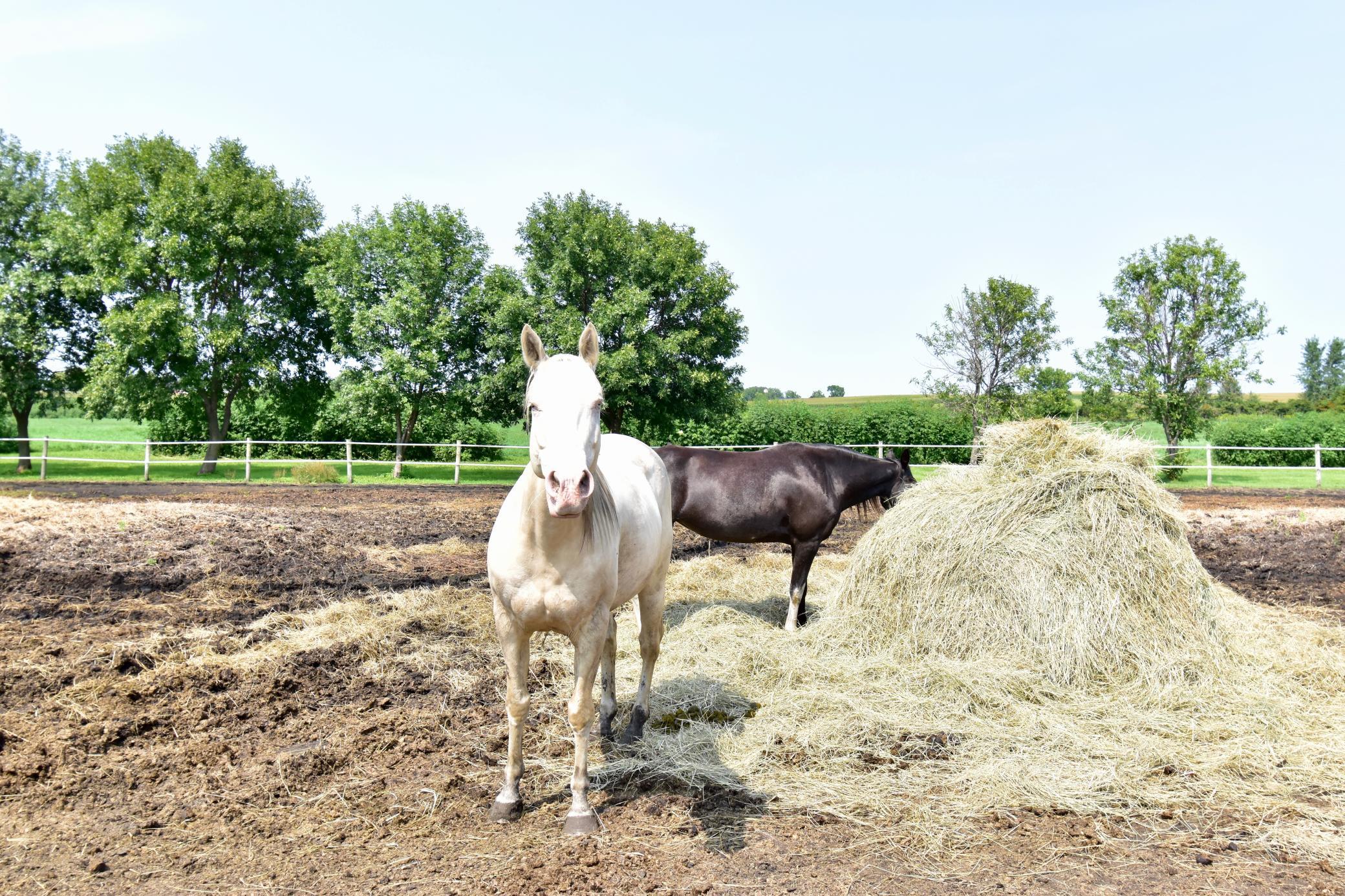 Plenty of room for the horses to roam here!