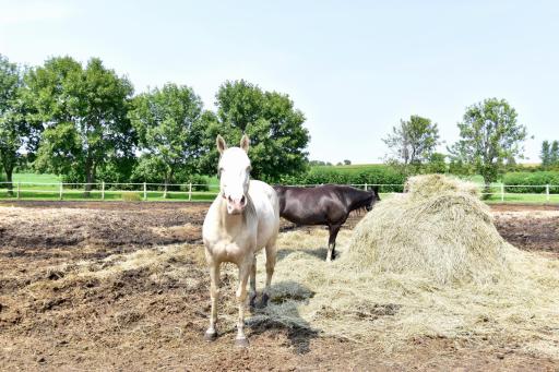 Plenty of room for the horses to roam here!