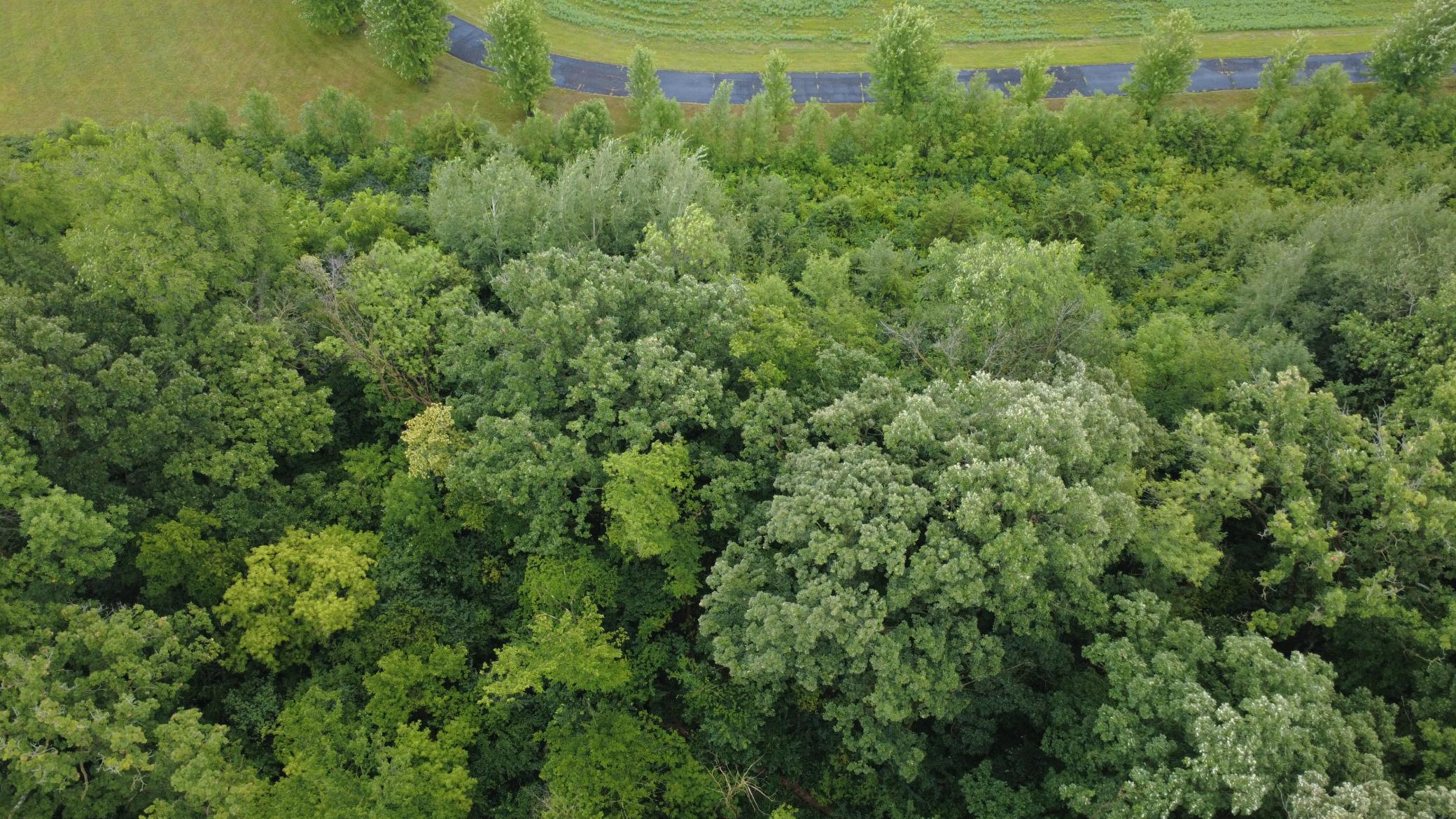 Beautiful 3-acre wooded lot offering privacy, mature trees, and a premier setting for your future home. Bring your own builder and make your dream home a reality.