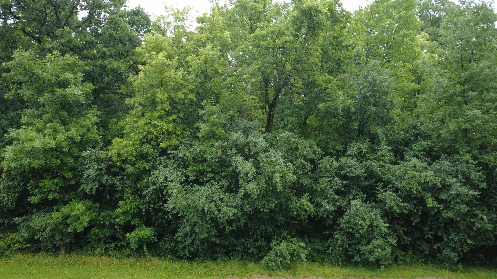 Beautiful 3-acre wooded lot offering privacy, mature trees, and a premier setting for your future home. Bring your own builder and make your dream home a reality.