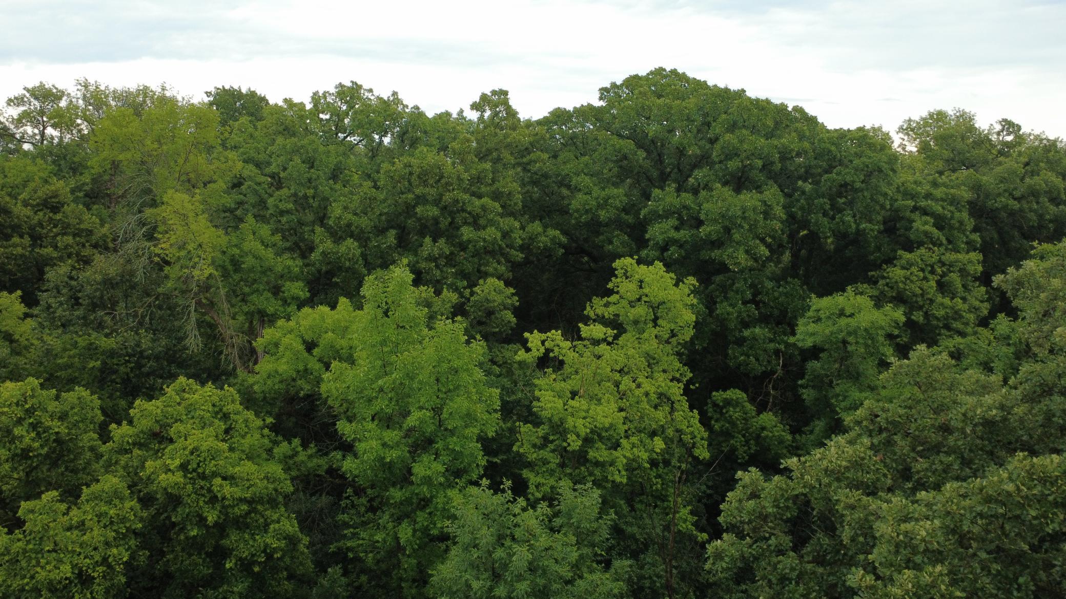 Beautiful 3-acre wooded lot offering privacy, mature trees, and a premier setting for your future home. Bring your own builder and make your dream home a reality.