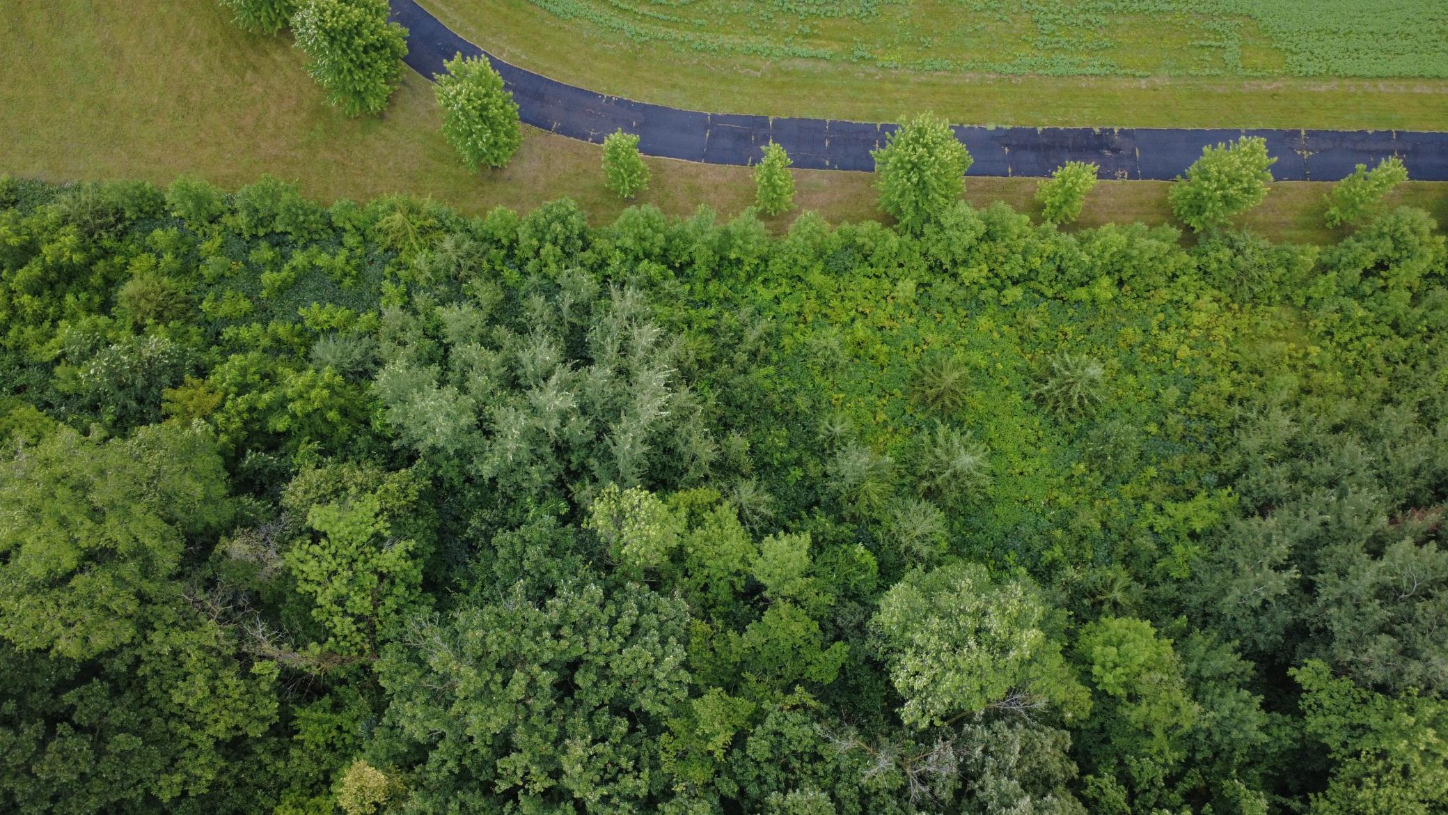 Beautiful 3-acre wooded lot offering privacy, mature trees, and a premier setting for your future home. Bring your own builder and make your dream home a reality.