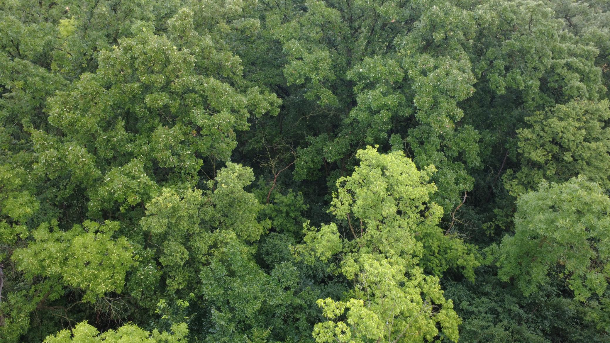Beautiful 3-acre wooded lot offering privacy, mature trees, and a premier setting for your future home. Bring your own builder and make your dream home a reality.