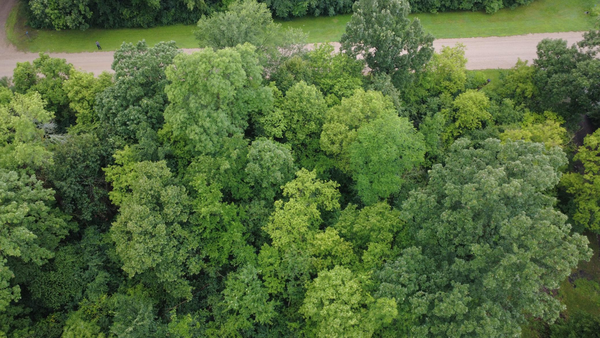 Beautiful 3-acre wooded lot offering privacy, mature trees, and a premier setting for your future home. Bring your own builder and make your dream home a reality.