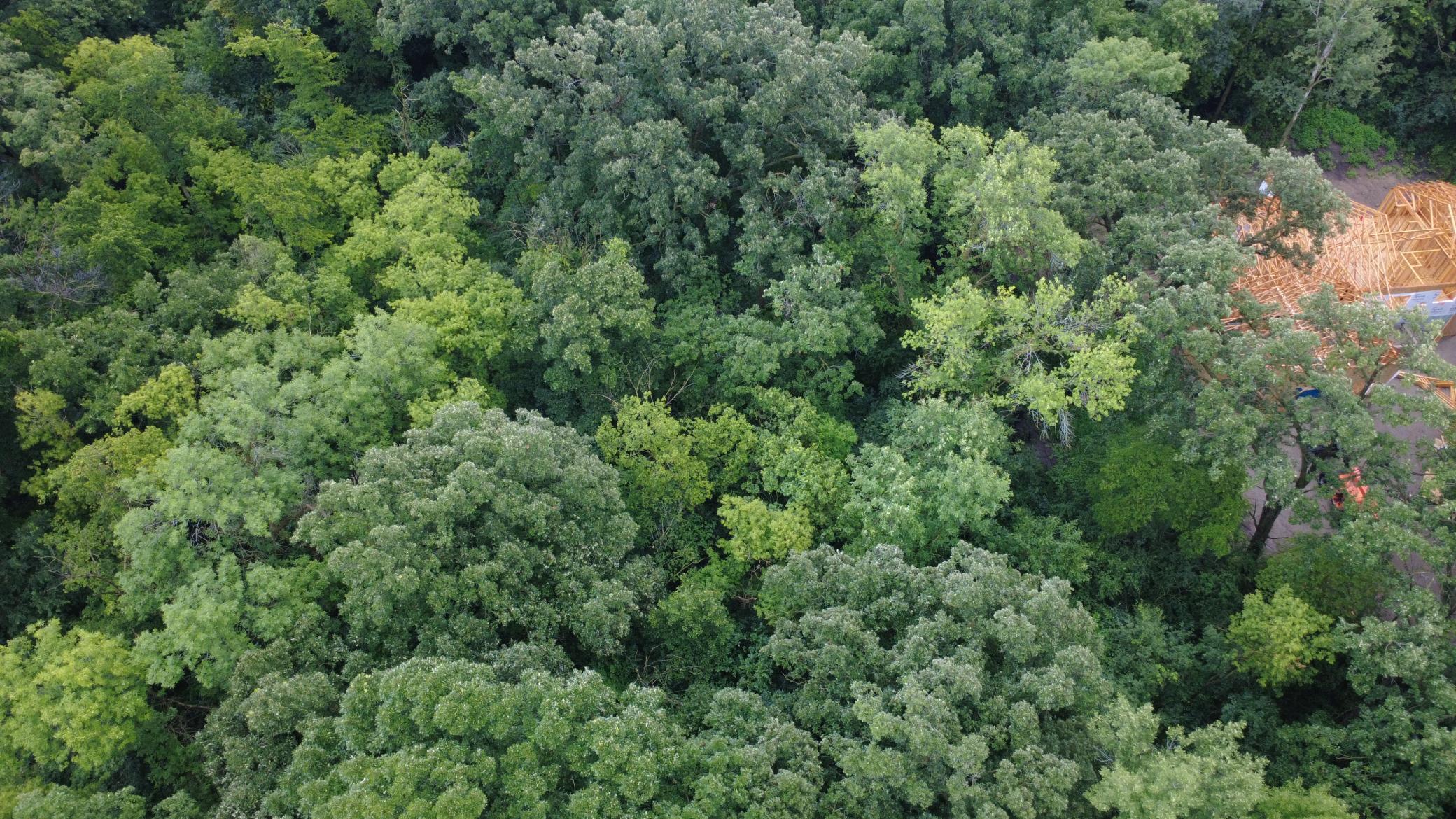 Beautiful 3-acre wooded lot offering privacy, mature trees, and a premier setting for your future home. Bring your own builder and make your dream home a reality.