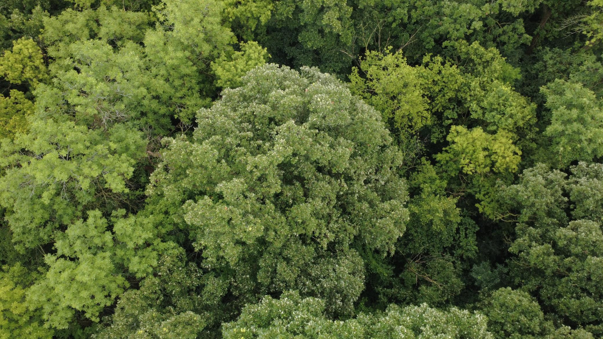 Beautiful 3-acre wooded lot offering privacy, mature trees, and a premier setting for your future home. Bring your own builder and make your dream home a reality.