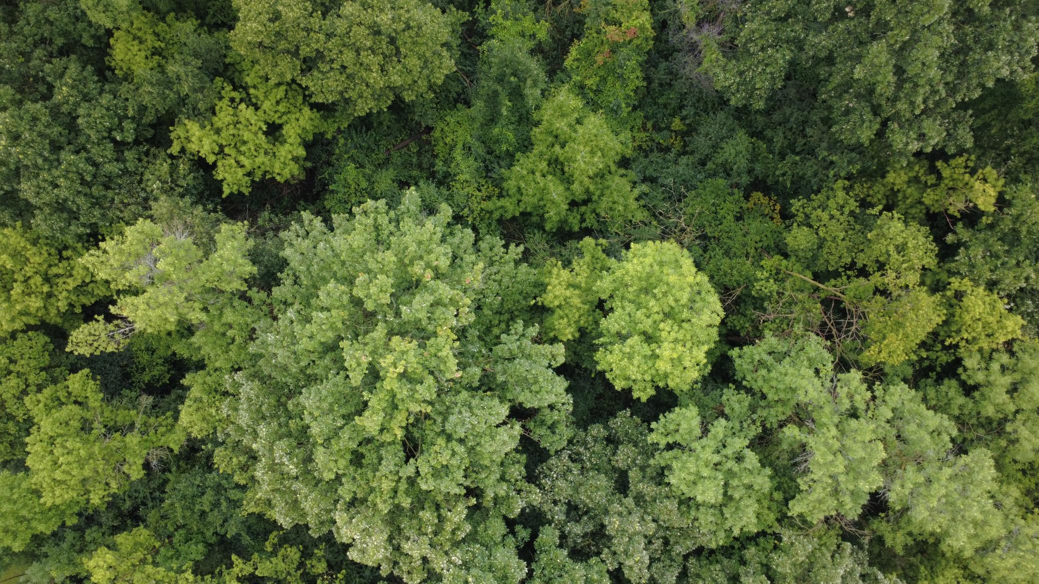 Beautiful 3-acre wooded lot offering privacy, mature trees, and a premier setting for your future home. Bring your own builder and make your dream home a reality.