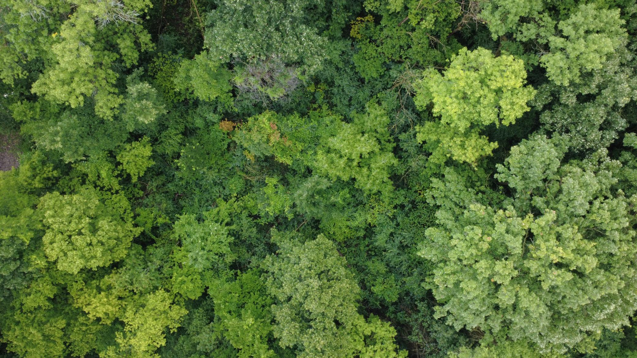 Beautiful 3-acre wooded lot offering privacy, mature trees, and a premier setting for your future home. Bring your own builder and make your dream home a reality.